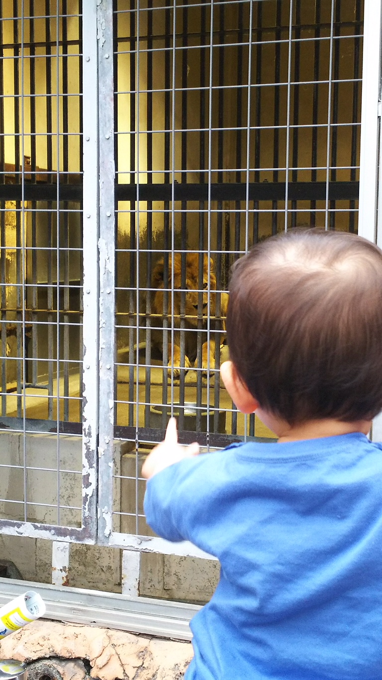 東山動物園～ささしまライブ