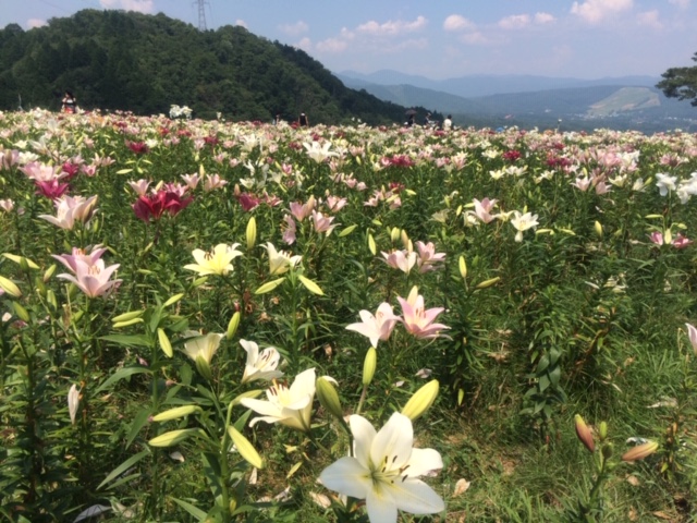 避暑地！